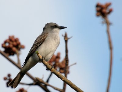 Gray Kingbird-5944.jpg