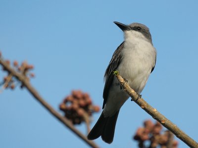 Gray Kingbird-5948.jpg