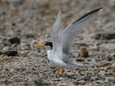 Least Tern-6455.jpg