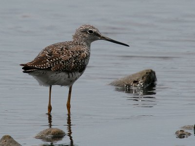 Lesser Yellowlegs-6847.jpg