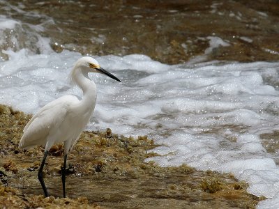 Snowy Egret-5684.jpg