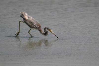 Tricolored Heron-6612.jpg