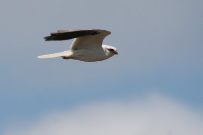 Black-shouldered Kite 1986a.jpg