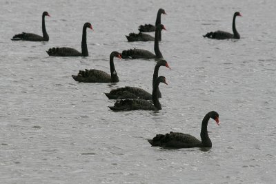 Black Swan 1583.jpg