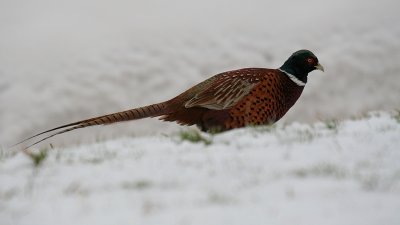 Fazant-Pheasant-754.jpg