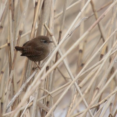 Winterkoning-Wren-1806.jpg