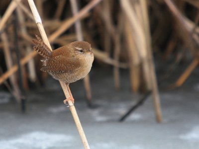 Winterkoning-Wren-1830.jpg