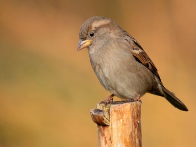 Huismus-House Sparrow--2579.jpg