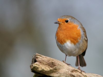 Roodborst-Robin.jpg