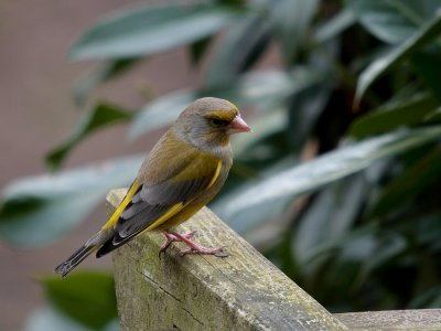 Groenling-Greenfinch-4807.jpg