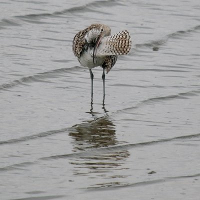 Wulp-Curlew-4948.jpg