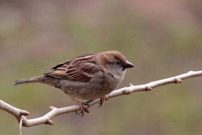 Huismus-House Sparrow-4854.jpg