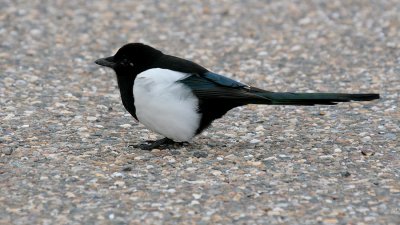 Ekster-Magpie-5208.jpg