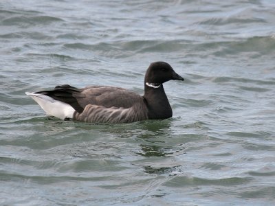 Rotgans-Brent Goose-5121.jpg