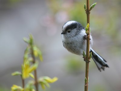 Staartmees-Long-tailed Tit-5591.jpg