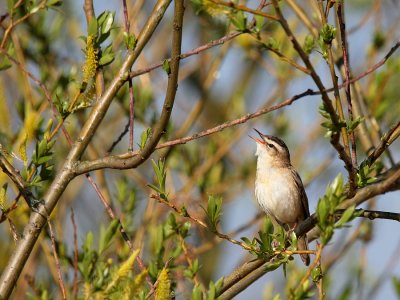 Rietzanger-Sedge Warbler-6668.jpg