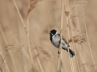 RietGors-Reed Bunting 6727.jpg