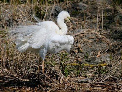 Great white Heron -GZR-7261.jpg