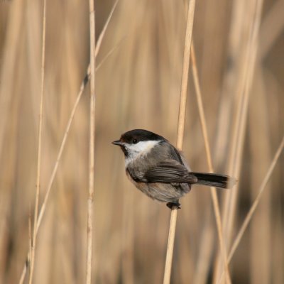 Willow Tit-Matkop-6989.jpg