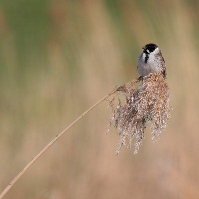 Reed Bunting-Rietgors-7336.jpg