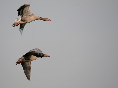 Greylag Goose-Grauwe Gans7310.jpg