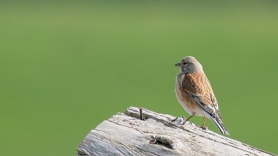 Linnet-Kneu-7366.jpg