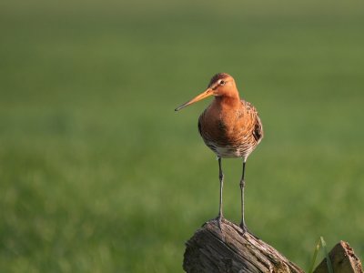 Grutto-Black-tailed Godwit-7514.jpg