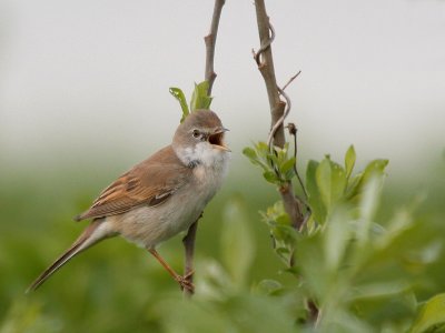 Whitethroat-Grasmus-8118.jpg