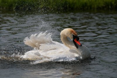 Mute Swan-Zwaan-8254.jpg
