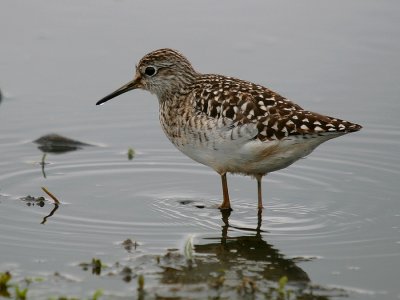 Wood Sandpiper-Bosruiter-8588.jpg