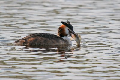 Great Crested Grebe-Fuut-8730.jpg