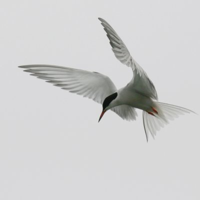 Common Tern-Visdief-8863.jpg