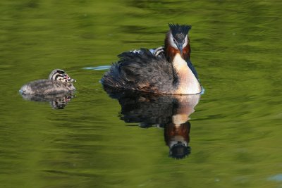 Great crested Grebe-Fuut-9528.jpg