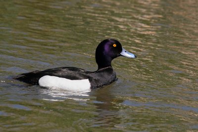 Kuifeend-Tufted Duck-9963.jpg