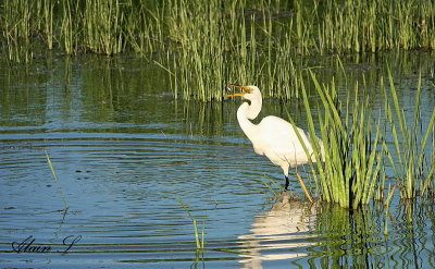 Grande Aigrette  / Great Egret