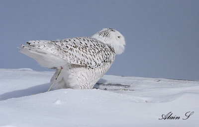 Harfang des neiges / Snowy Owl