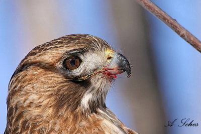 Buse  queue rousse / red-tailed Hawk