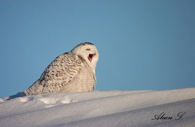 Harfang des neiges / Snowy Owl