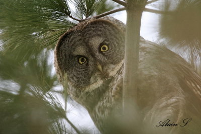 Chouette Lapone / Great Gray Owl