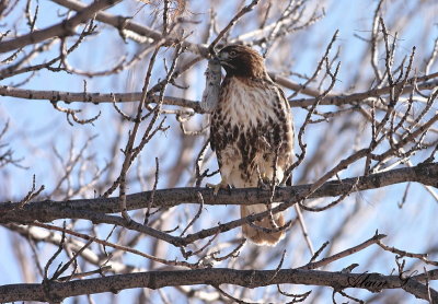 Buse  queue rousse / red-tailed Hawk