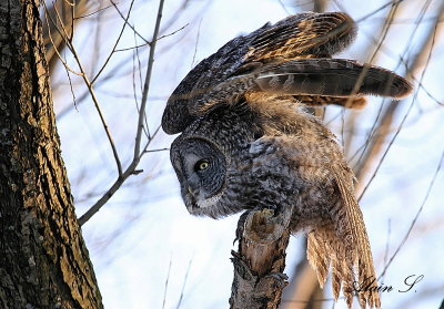 Chouette Lapone / Great Gray Owl
