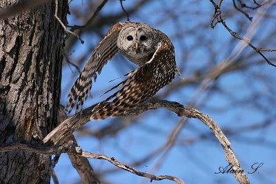 Chouette raye / Barred Owl