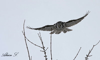 Chouette pervire / Northern Hawk Owl