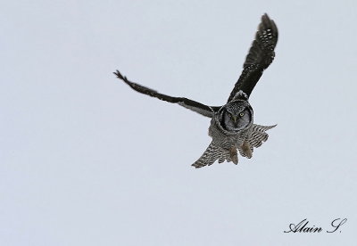 Chouette pervire / Northern Hawk Owl