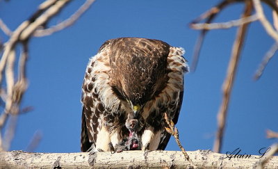 Buse  queue rousse / red-tailed Hawk