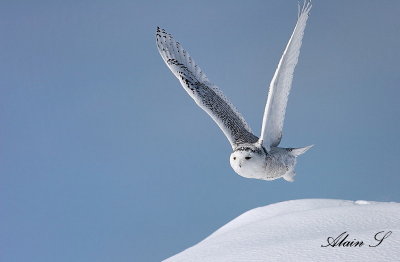 Harfang des neiges / Snowy Owl