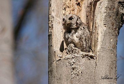 Petit-duc macul / Eastern Screech-Owl
