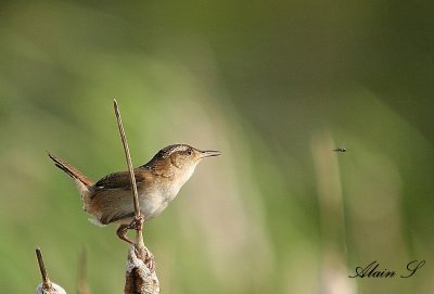 Troglodyte des marais / Marsh Wren