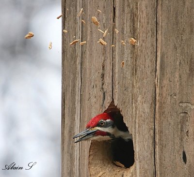 Grand pic / Pileated Woodpecker