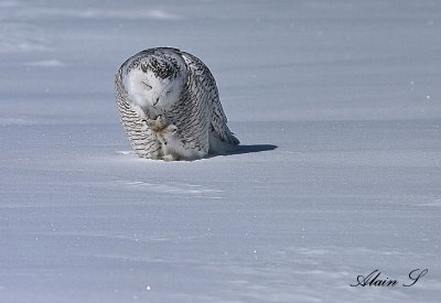 Harfang des neiges / Snowy Owl